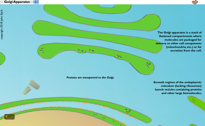 Golgi Apparatus