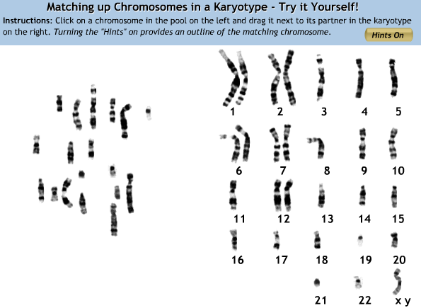 Make a Karyotype