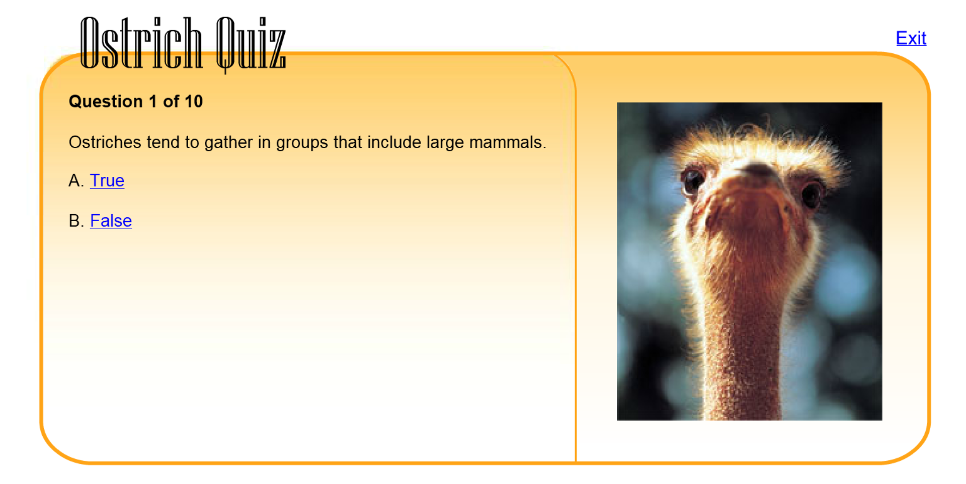 Ostrich Quiz