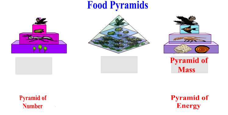 Food Pyramids