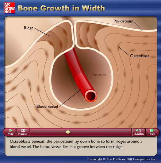 Bone Growth in Width