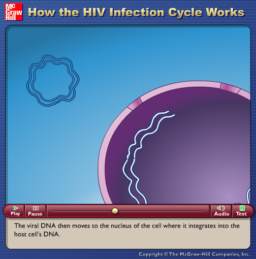 How the HIV Infection Cycle Works