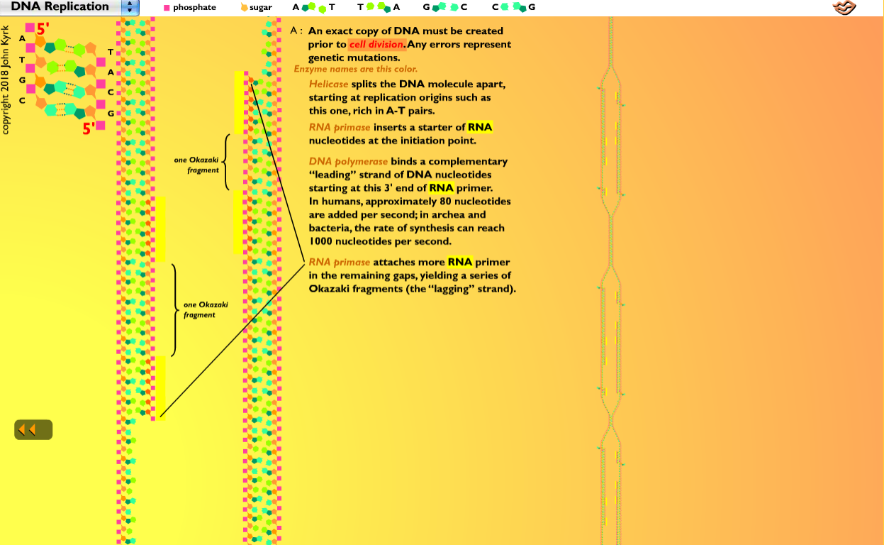 DNA Replication