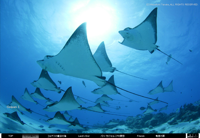 Sammy's Photo World WEB Photo Gallery