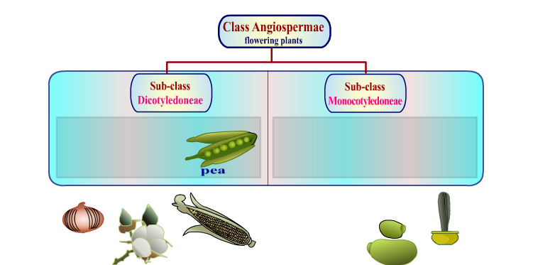 Class Angiospermae flowering plants