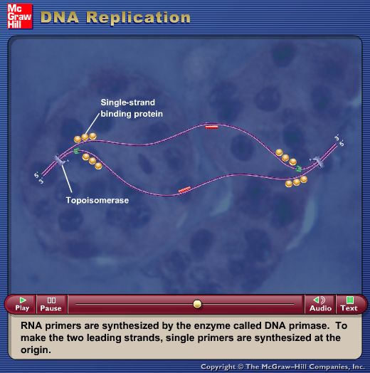 DNA Replication (E. coli)