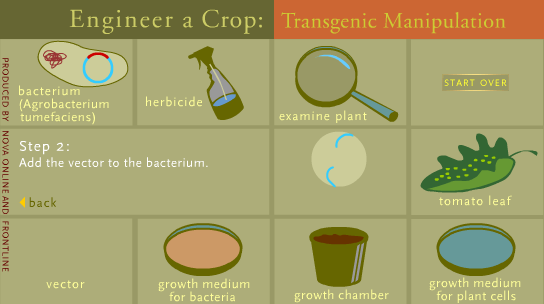 Engineer a Crop: Transgenic Manipulation