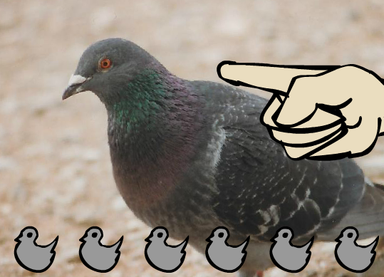 Un pigeon