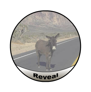 Fade Donkey On Rollover