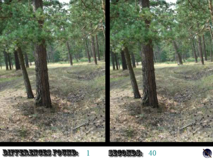 Spot the Differences: Forest