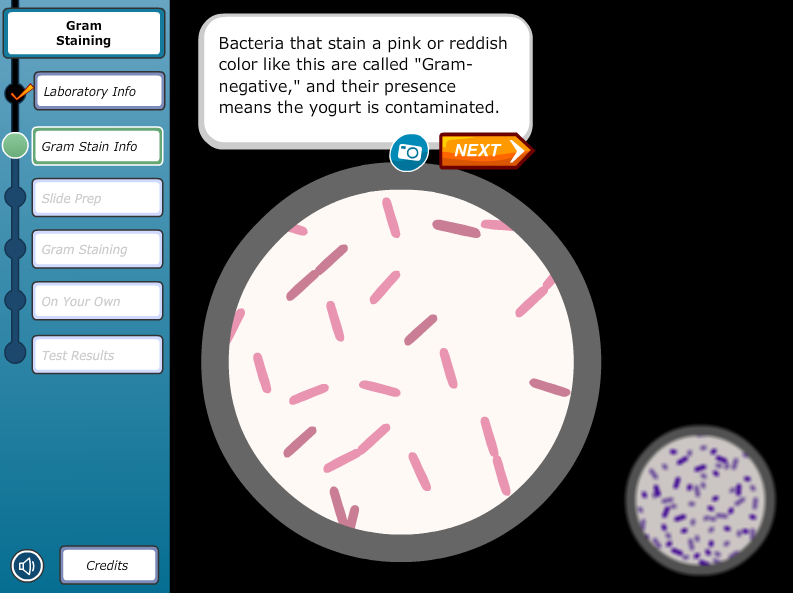 Virtual Labs: Gram Staining