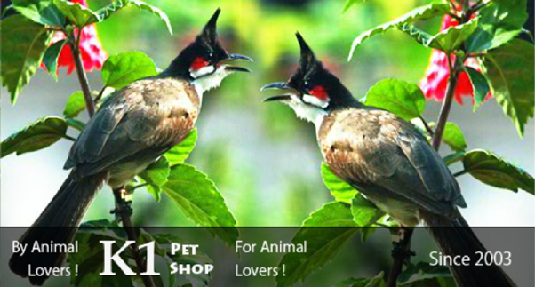 K1 Pet Shop Website Banner