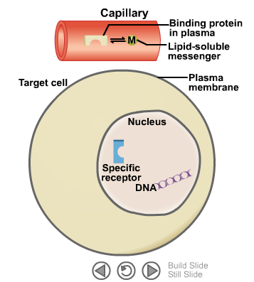 Mechanism of Action of Lipid-Soluble Messengers