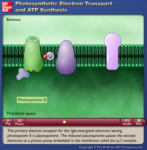 Photosynthetic Electron Transport and ATP Synthesis