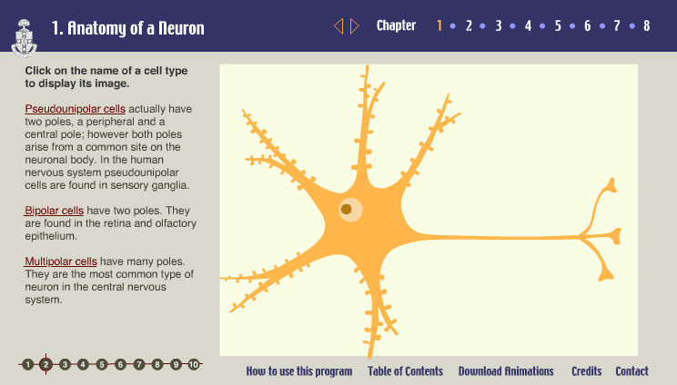 Neurons, Animated Functional Concepts