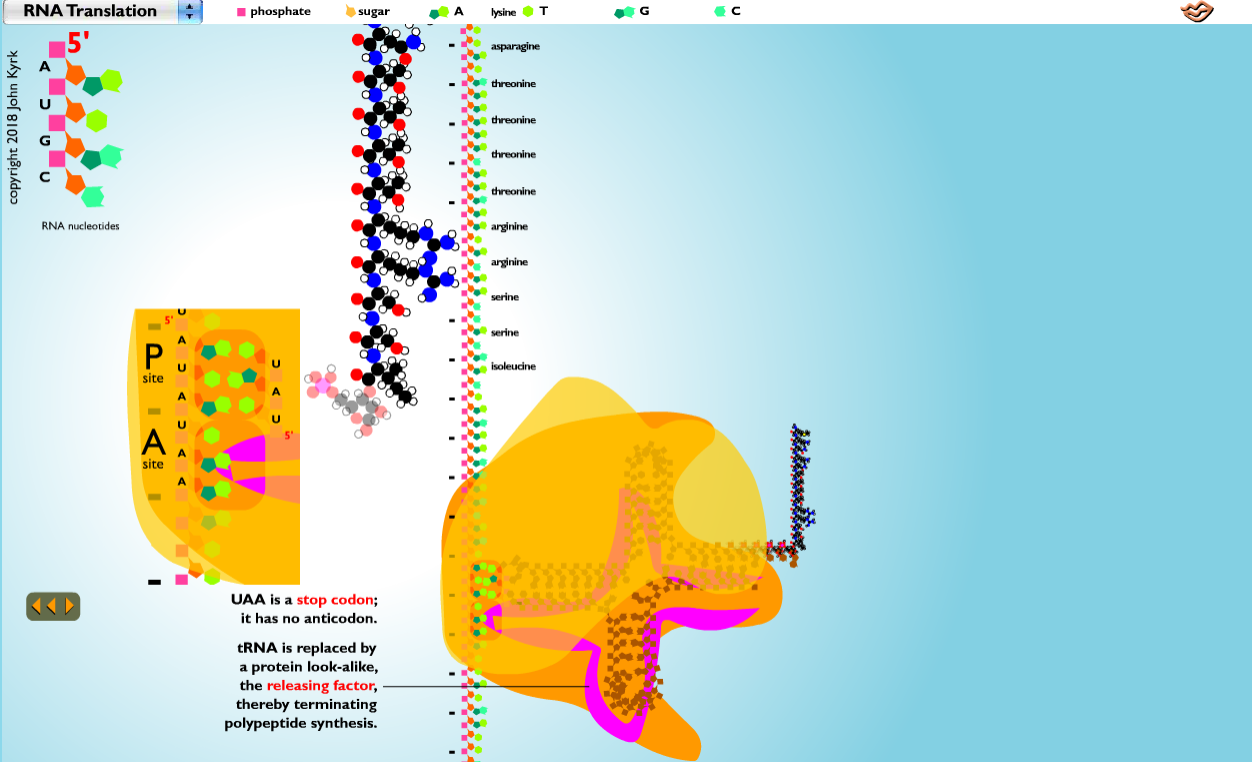 RNA Translation