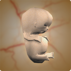 3D Human Fetus