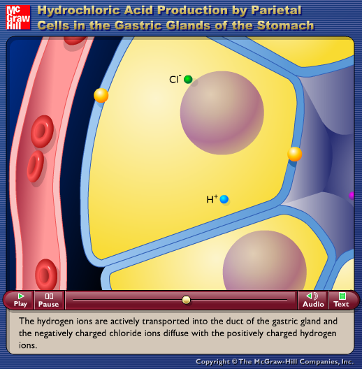 Hydrochloric Acid Production by Pariental Cells in the Gastric Glands of the Stomach