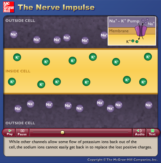 The Nerve Impulse