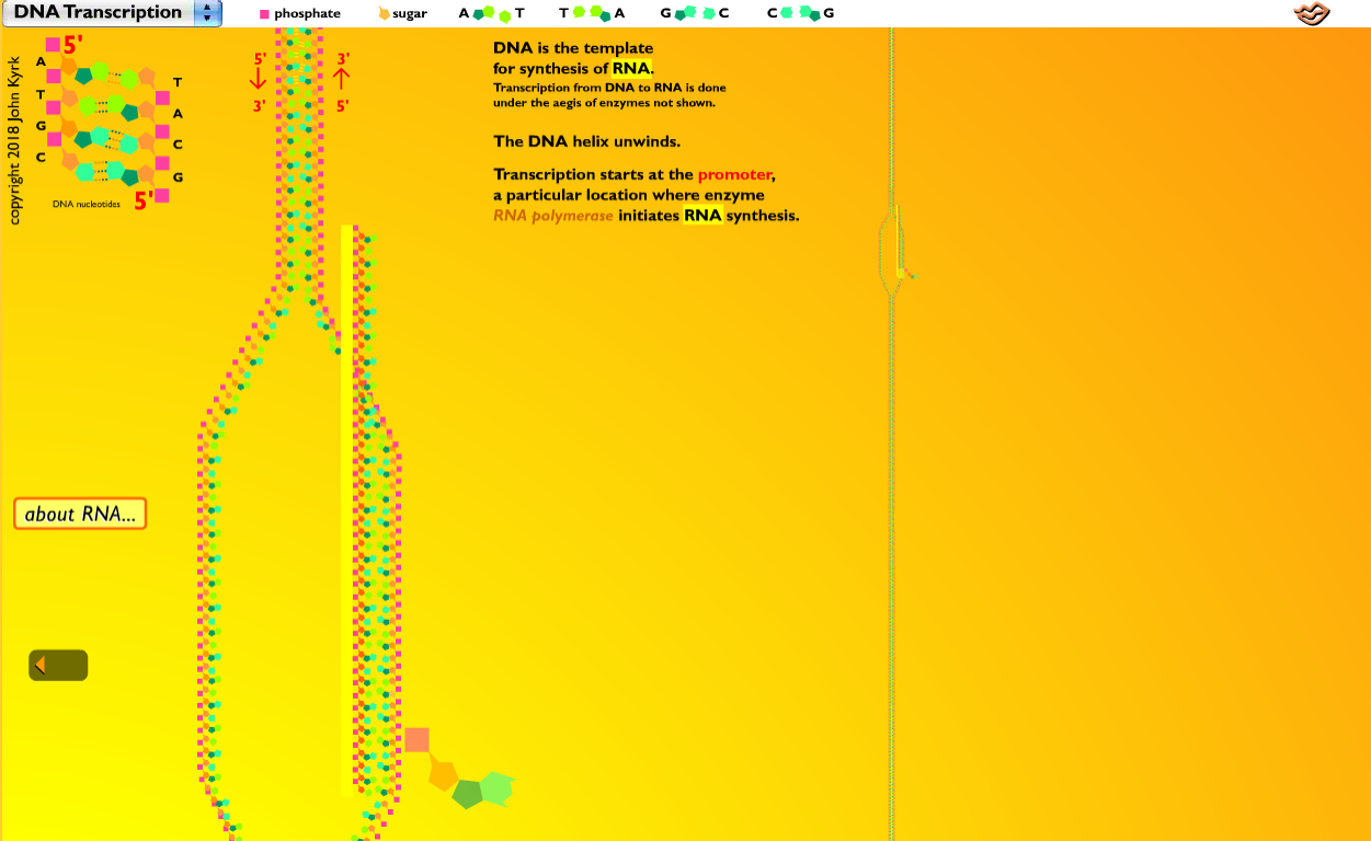 DNA Transcription