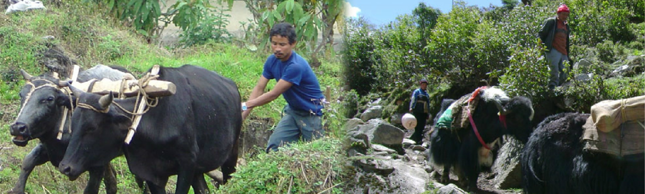 Department Of Animal Husbandry Livestock, Fisheries Services Government of Sikkim, Krishi Bhawan, Tadong Website Banner