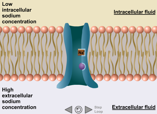 Secondary Active Transport