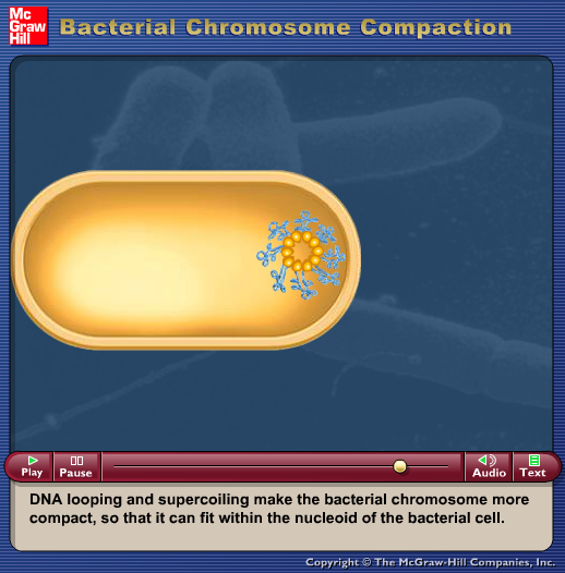 Bacterial Chromosome Compaction