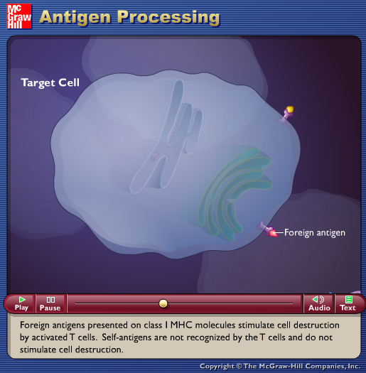 Antigen Processing