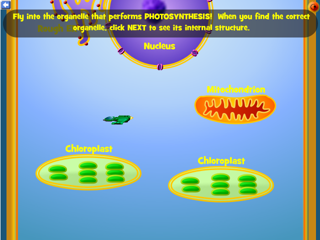 Photosynthesis Interactive!