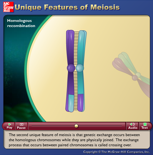 Unique Features of Meiosis