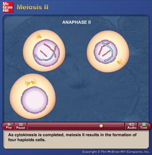 Meiosis II