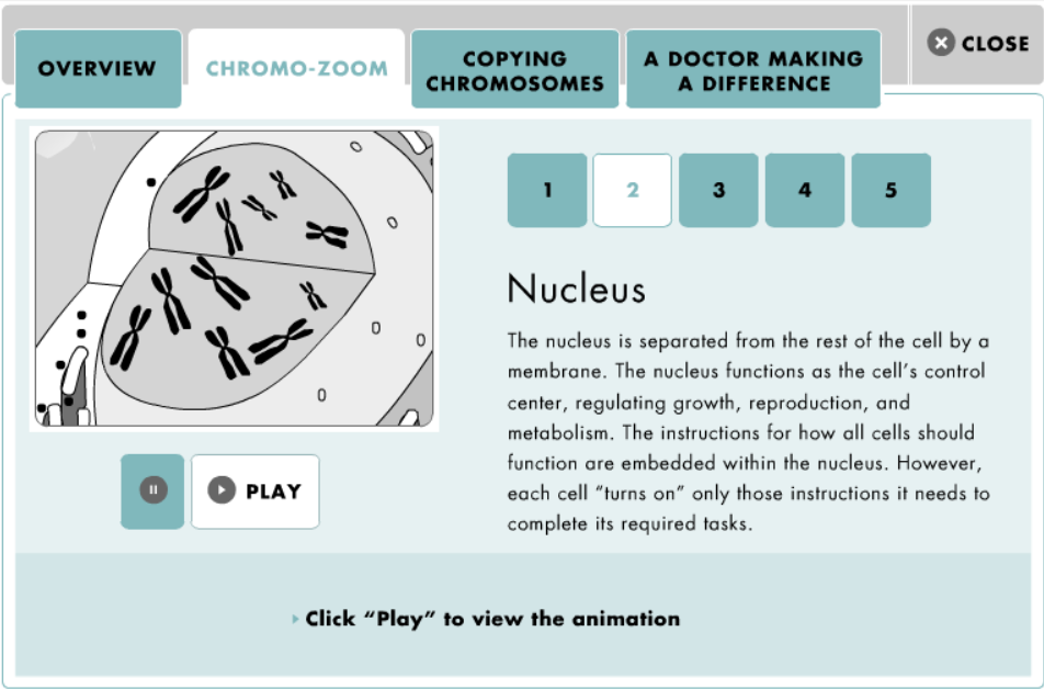 A Closer Look at Chromosomes