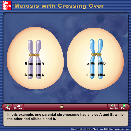 Meiosis with Crossing Over