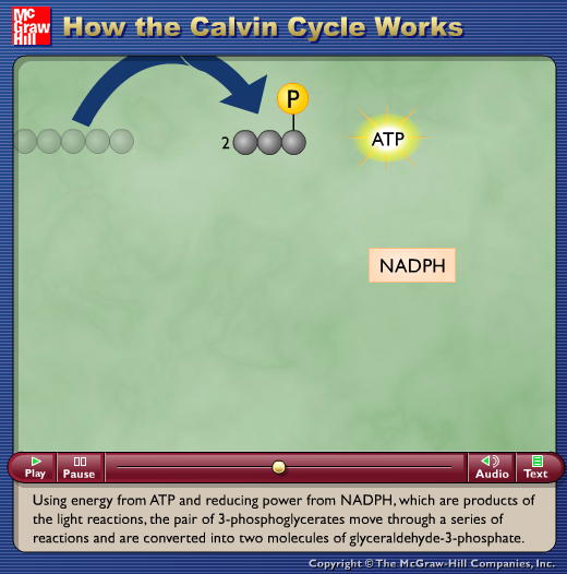 How the Calvin Cycle Works