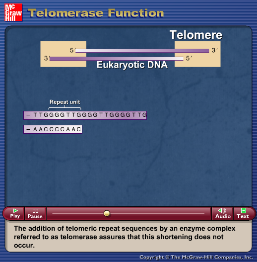 Telomerase Function