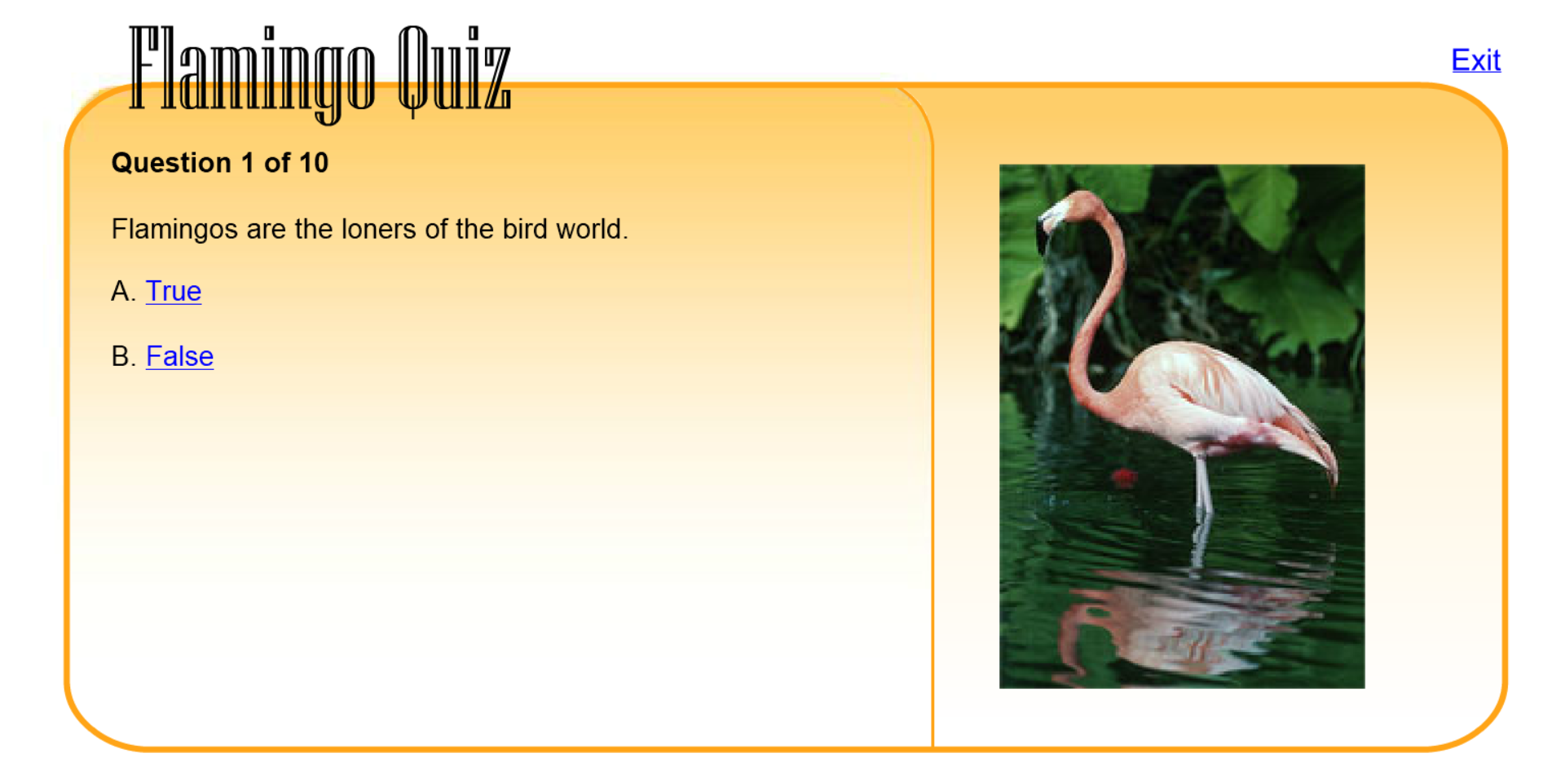 Flamingo Quiz