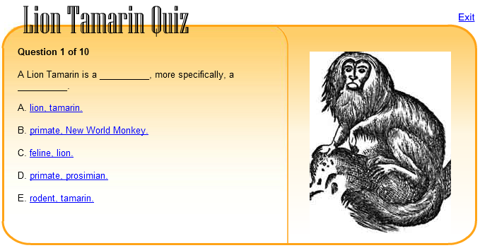 Lion Tamarin Quiz