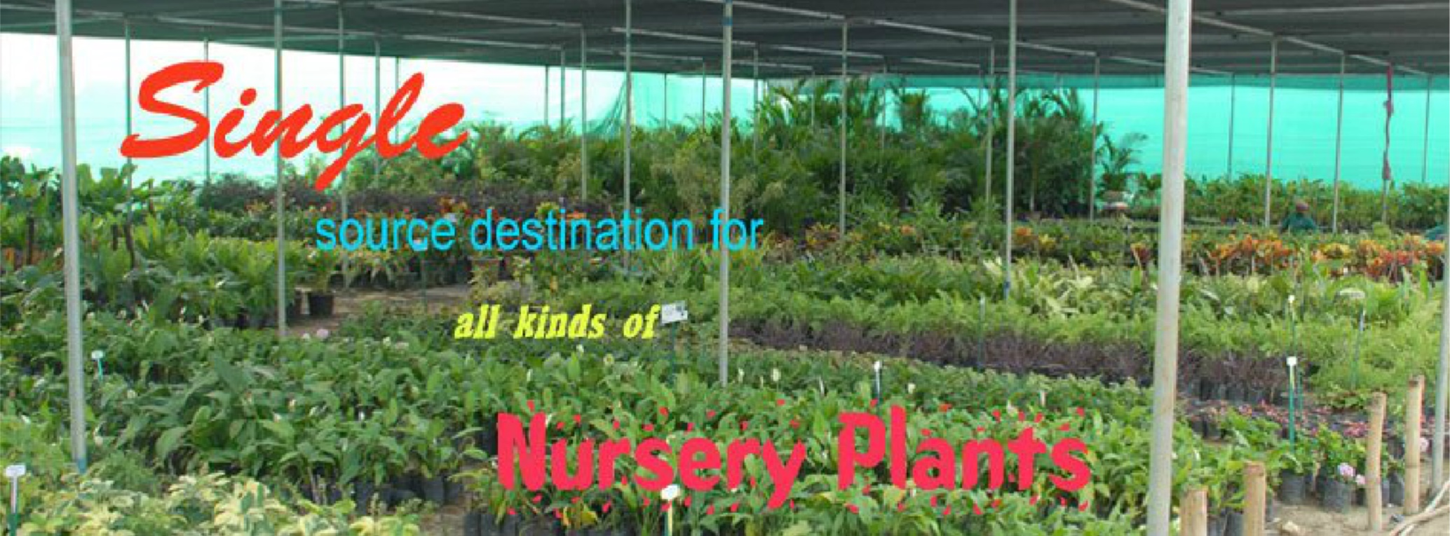 Arun Farms & Nursery Website Banner (Karnataka, India)