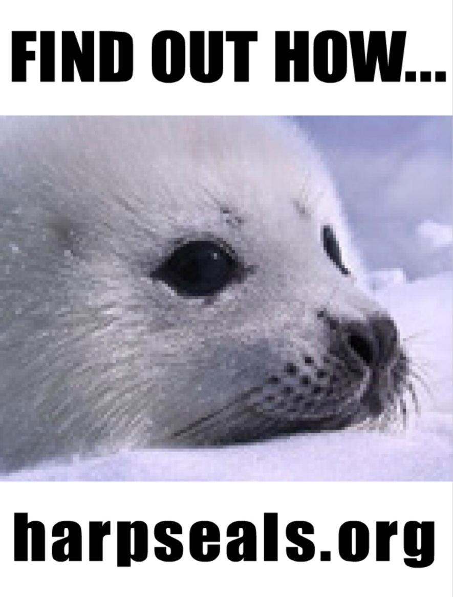 Help this Pup Flash Banner Ad