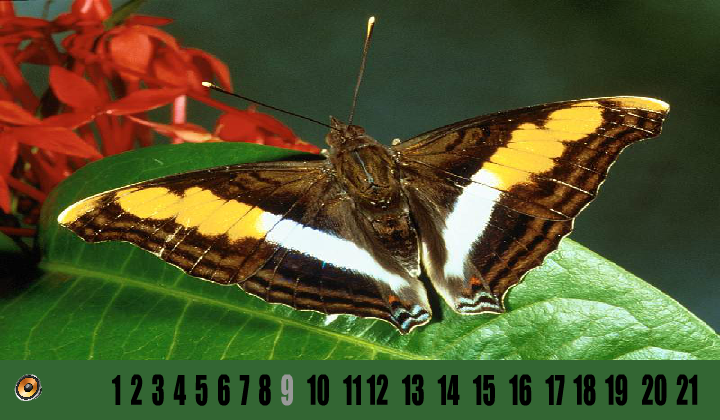 Hidden Number - Butterfly