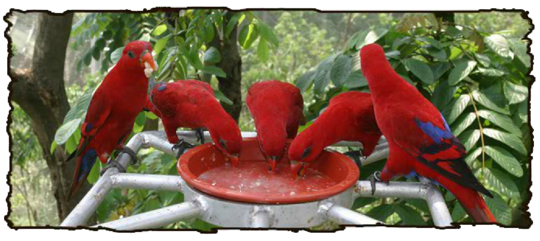 Singapore Jurong Bird Park 2011 Website Banner