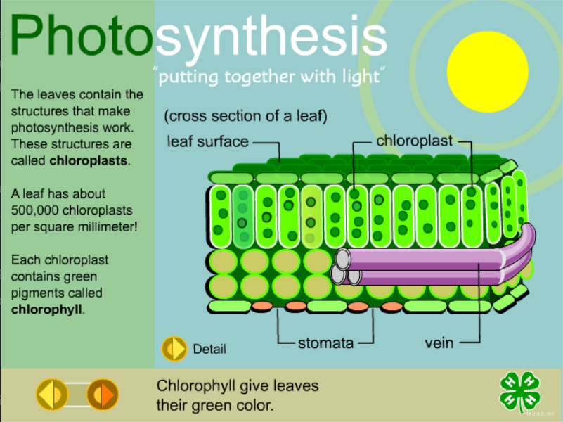 Photosynthesis