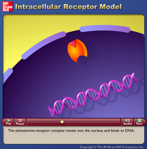 Intracellular Receptor Model