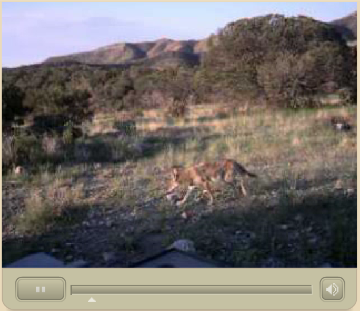 Refuge remote camera viewing coyote on the Refuge.