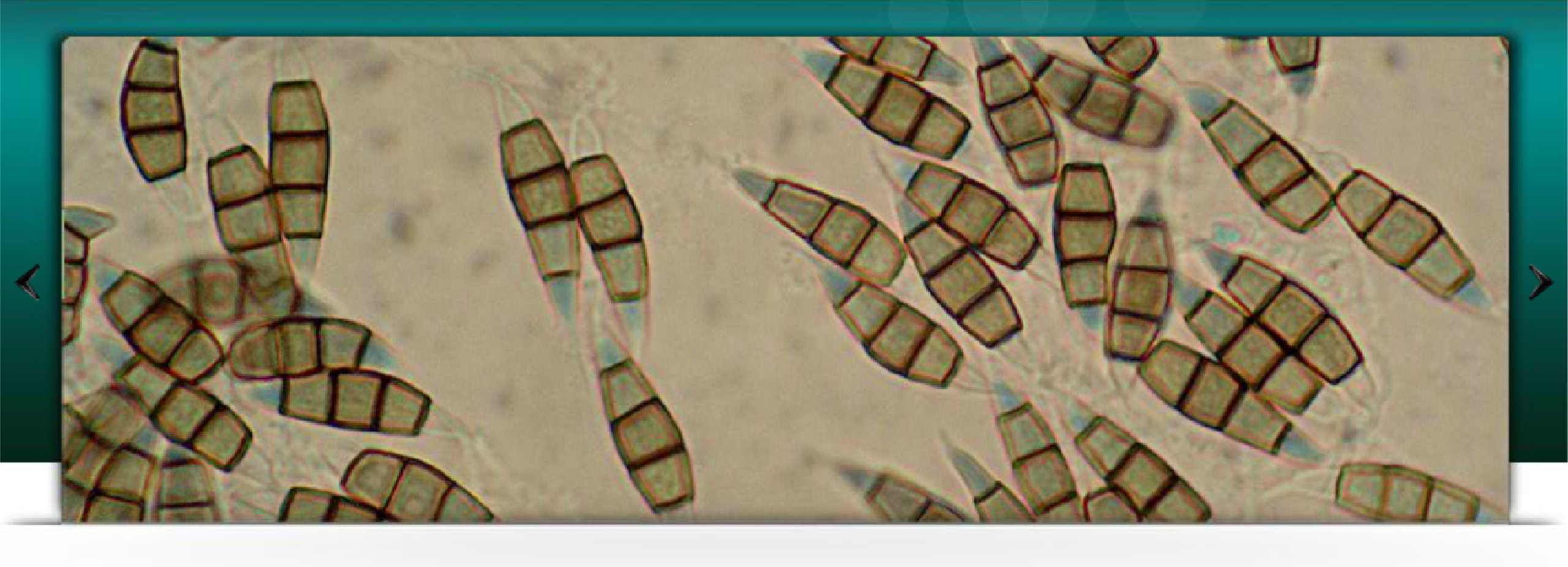 MACS  - Agharkar Research Institute (ARI) Website Header