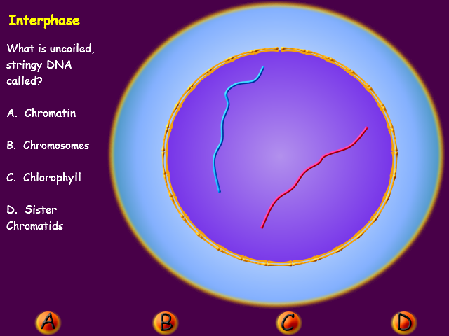 Snurfle Meiosis and Genetics