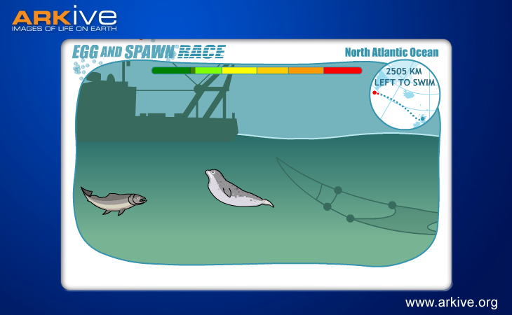 Egg and Spawn Race