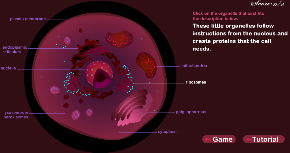 Animal Cell Quiz