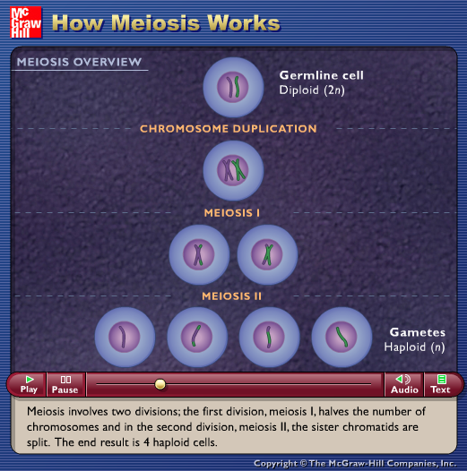 How Meiosis Works