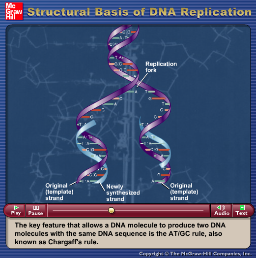 Structural Basis of DNA Replication